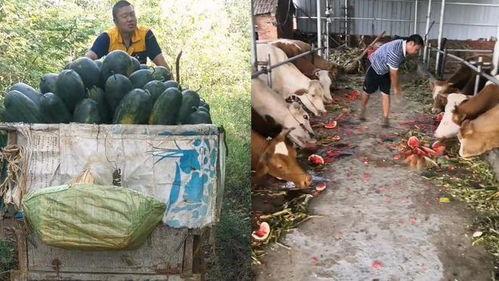 黑料吃瓜网apk普通安装 